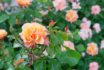 Orange tea rose or Bengal rose, Chinese rosehip, Indian rose blooms in the rose garden in summer.