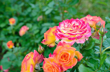 Fototapeta na wymiar Pink rose with a white center surrounded by orange roses.