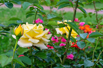 Yellow roses bloom in the rose garden in summer. Rose bloom.