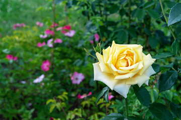 Yellow rose bloom in the rose garden in summer. Rose bloom.