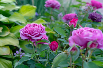 Purple roses bloom in the rose garden in summer. Blooming pink roses.