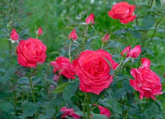 Coral roses bloom in the rose garden in summer.