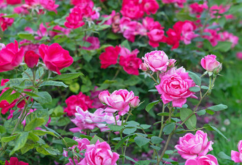 Flowerbed with blooming pink and red roses in the rose garden in summer.