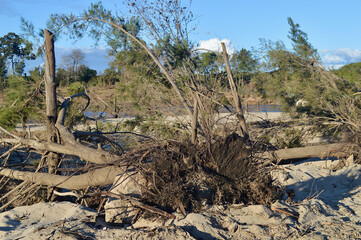 Trees damaged and uprooted by the Australian floods at Yarramundi in Sydney's west
