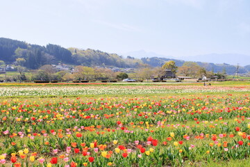 Fototapeta premium チューリップ畑