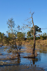 Trees damaged and uprooted by the Australian floods at Yarramundi in Sydney's west