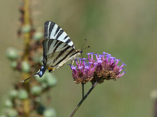 Imago du flambé, papillon noir et blanc