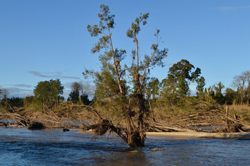 Trees damaged and uprooted by the Australian floods at Yarramundi in Sydney's west
