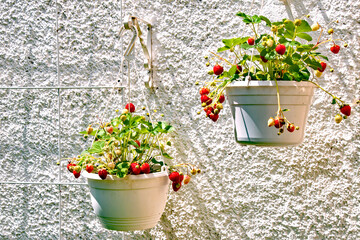 Erdbeeren reifen in einer Ampel