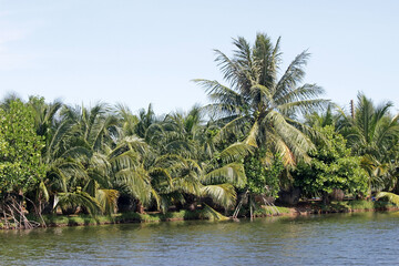 Obraz premium Landscape view of palms and tropical trees growing along the bank of a river or lake. Blue sky background.