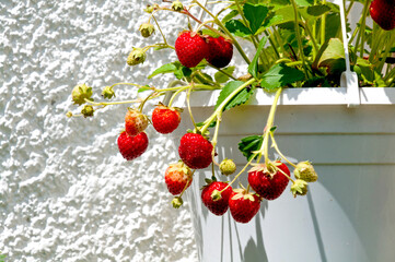 Erdbeeren reifen in einer Ampel