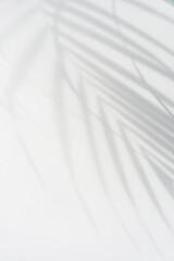 Tropical palm leaves shadow on white wall background with copy space