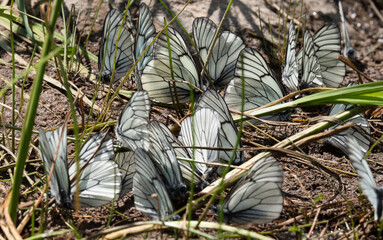 many in the group Cabbage Pieris brassicae, diurnal butterfly from the whitefly family Pieridae summer on a flower