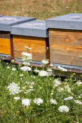 Obraz premium beehives and summer flowers in grass