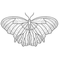 Hand drawn ornamental butterfly outline illustration with decorative ornaments