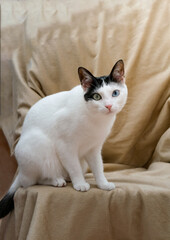 Fototapeta na wymiar gato heterocromático sentado mira fijamente con ojos bicolor