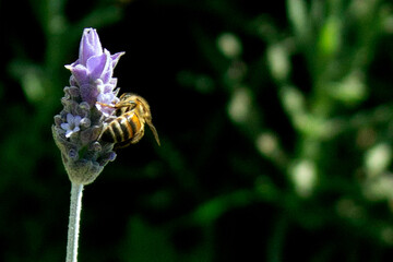 Bee on Lavender