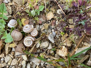 a couple of snails and seashells and brown and green leaves on the ground