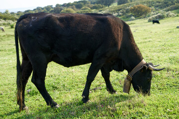 Close-up of black cow with green grazing land.