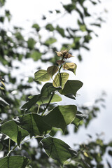 森林　葉の質感