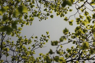 Green leaves against blue sky