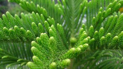 close-up, fresh, verdant, coniferous, cypress leaves