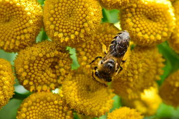 Gemeine Seidenbiene // Plasterer Bee (Colletes daviesanus) 