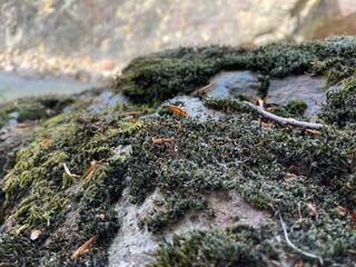 macro photo of a green moss on the rock