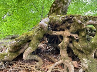 huge tree roots and huge moss in the green green forest
