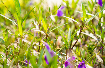 Green leafs on blurred background in garden