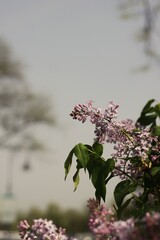 pink and white blossom