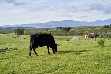 Grazing Black Holstein Cow
