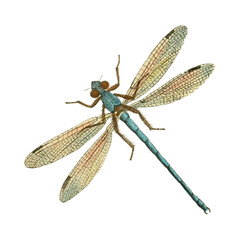 Dragonfly Design Very Cool