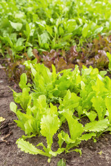 Lettuce green leaves plants grows in garden in sunlight close up. Growing organic food, edible greens on garden bed