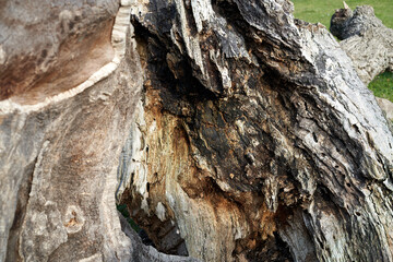 Old tree wood wrinkles