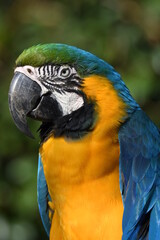 ルリコンゴウインコ