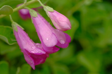 Naklejka premium Beautiful pink flowers with raindrops on them, natural