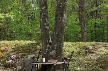 close up of bench near under a tree with coffee and book on it