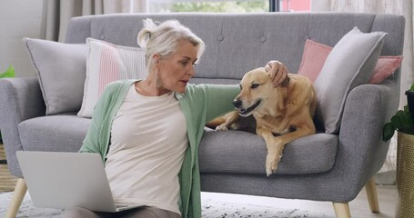 Mature blogger typing on laptop, petting Africanis pet dog or domestic animal while working from home living room in lockdown. Happy woman researching on technology and bonding with mix breed canine