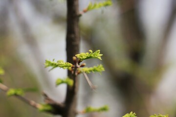 Green pine tree branch in the meadow 