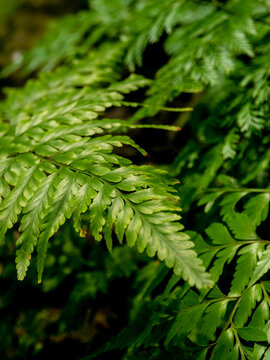 Leaves of Davallia denticulata polynesia Fern as green background