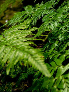 Leaves of Davallia denticulata polynesia Fern as green background