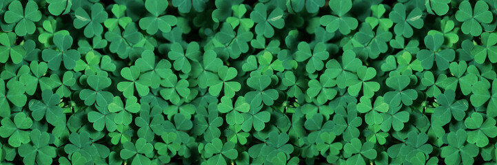 Green background with three-leaved shamrocks, Lucky Irish Four Leaf Clover in the Field for St. Patricks Day holiday symbol. with three-leaved shamrocks, St. Patrick's day holiday symbol, earth day.