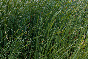 green dense grass in the field