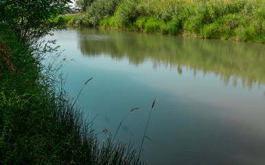 green river bank with dense bushes