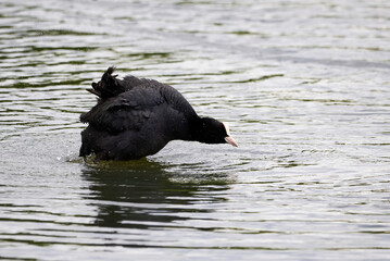 Eurasian Coot bird splashing water ( Fulica Atra ). 