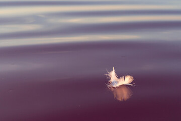 feather in pink salt water