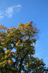 Obraz premium Very bright colored trees with autumn season leaves, blue sky background low angle view photo. Colorful fall time image of the parks and nature in Finland. Beauty of nature and outdoors represented!