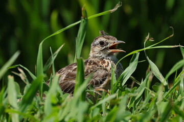 草むらに隠れる換羽中のヒバリ