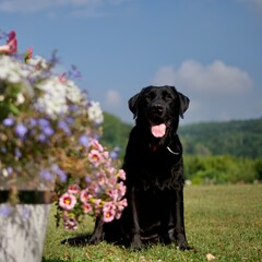 Black Labrador retriever dog sitting beside Wooden flower pot on a beautiful garden in summer in Condroz, Belgium.